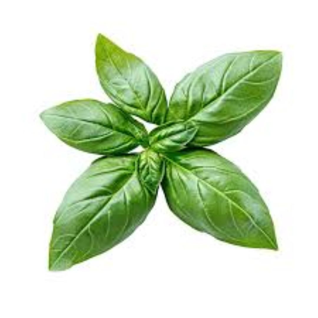 FRESH BASIL
